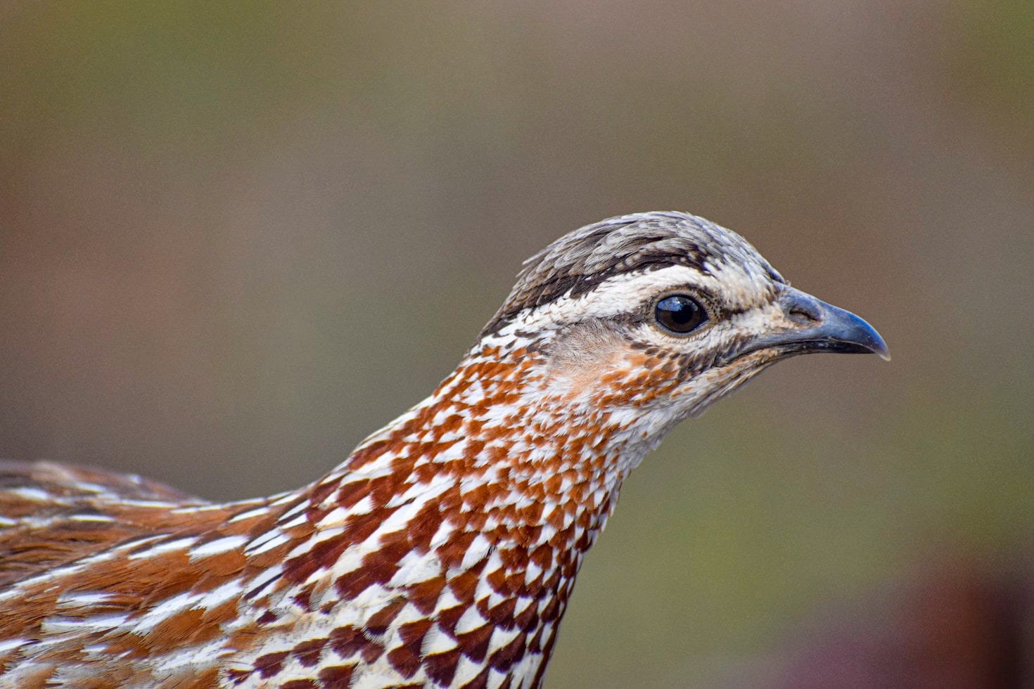 How Quail Eggs Can Enhance Your Hobbyist Experience