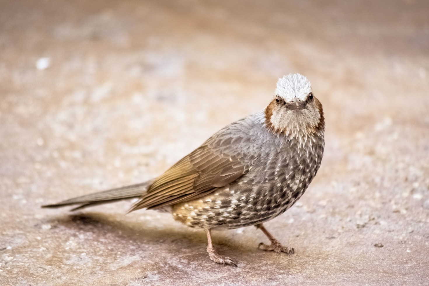 Sustainable Practices in Raising Coturnix Quail
