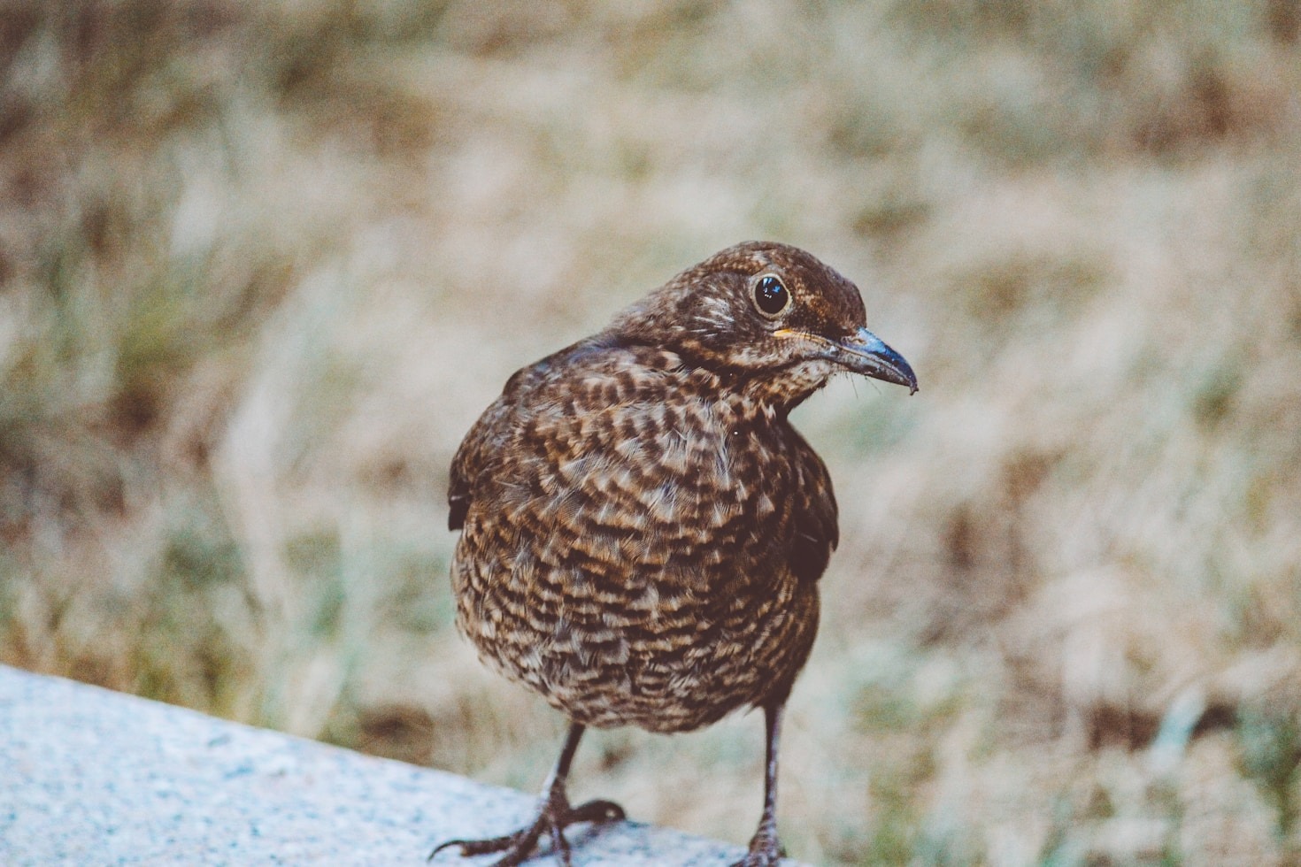 Providing Pet Stores with Healthier Quail Options