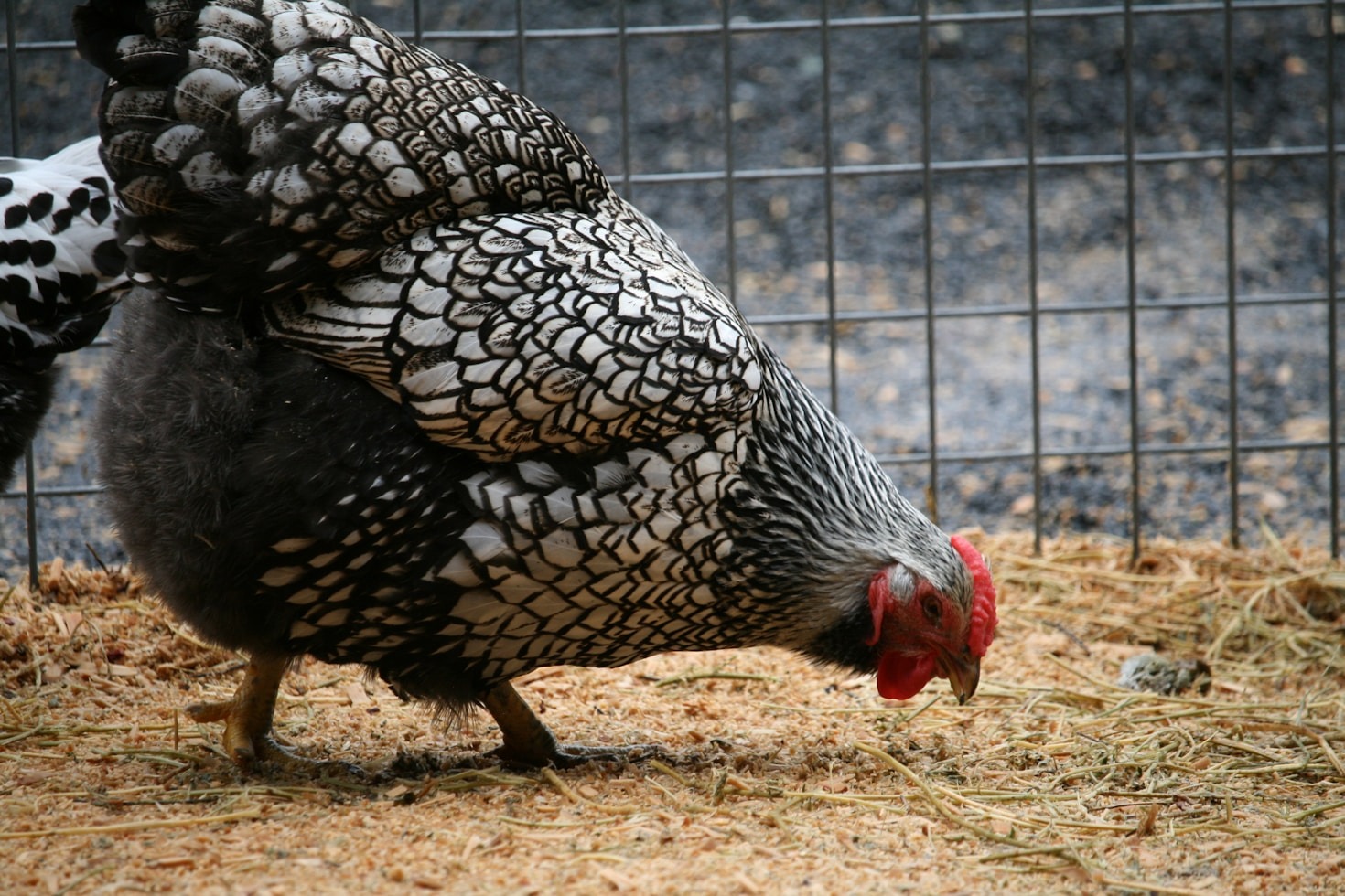 Tips for Breeding and Caring for Coturnix Quail