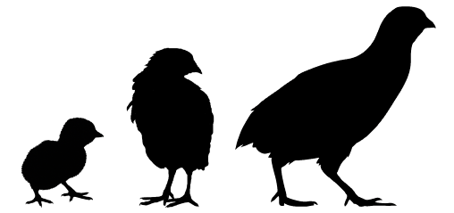 Buy Quail